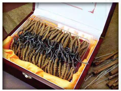 珠海冬虫夏草回收